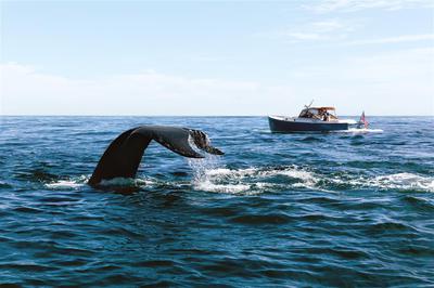 Whale Tail and SHooting Star