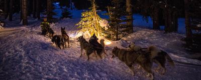 Dog Sledding