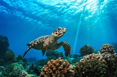 Scuba Diving