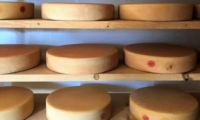 Cheese Making