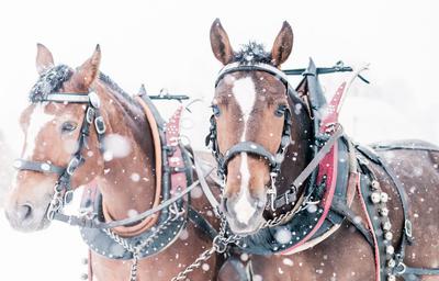 Horse-Drawn Sleigh Ride