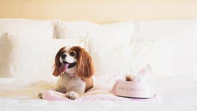 Dog Friendly