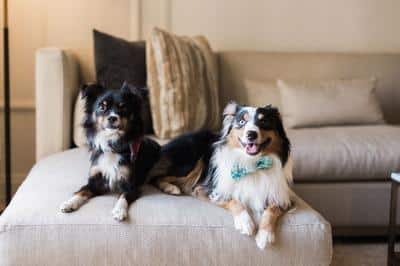 Pet Friendly
