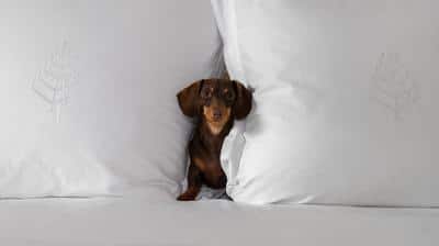 Pet Friendly