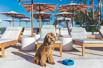 Pet Friendly