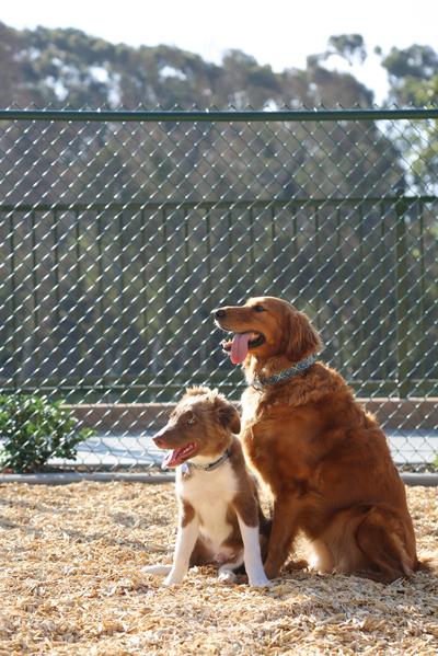 Bark Park