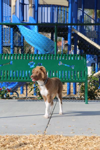 Bark Park