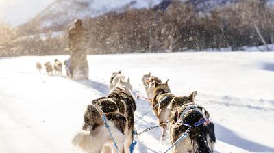 Dog Sledding