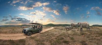 Safari