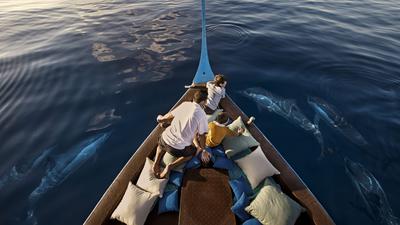 Dolphin cruises