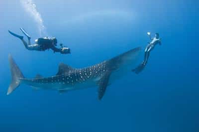 Shark Diving