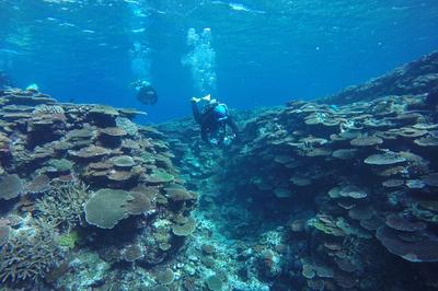 Scuba Certification Class