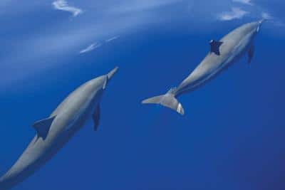 Sunset Dolphin Cruise