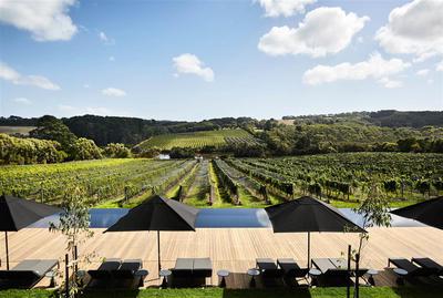 Vineyard