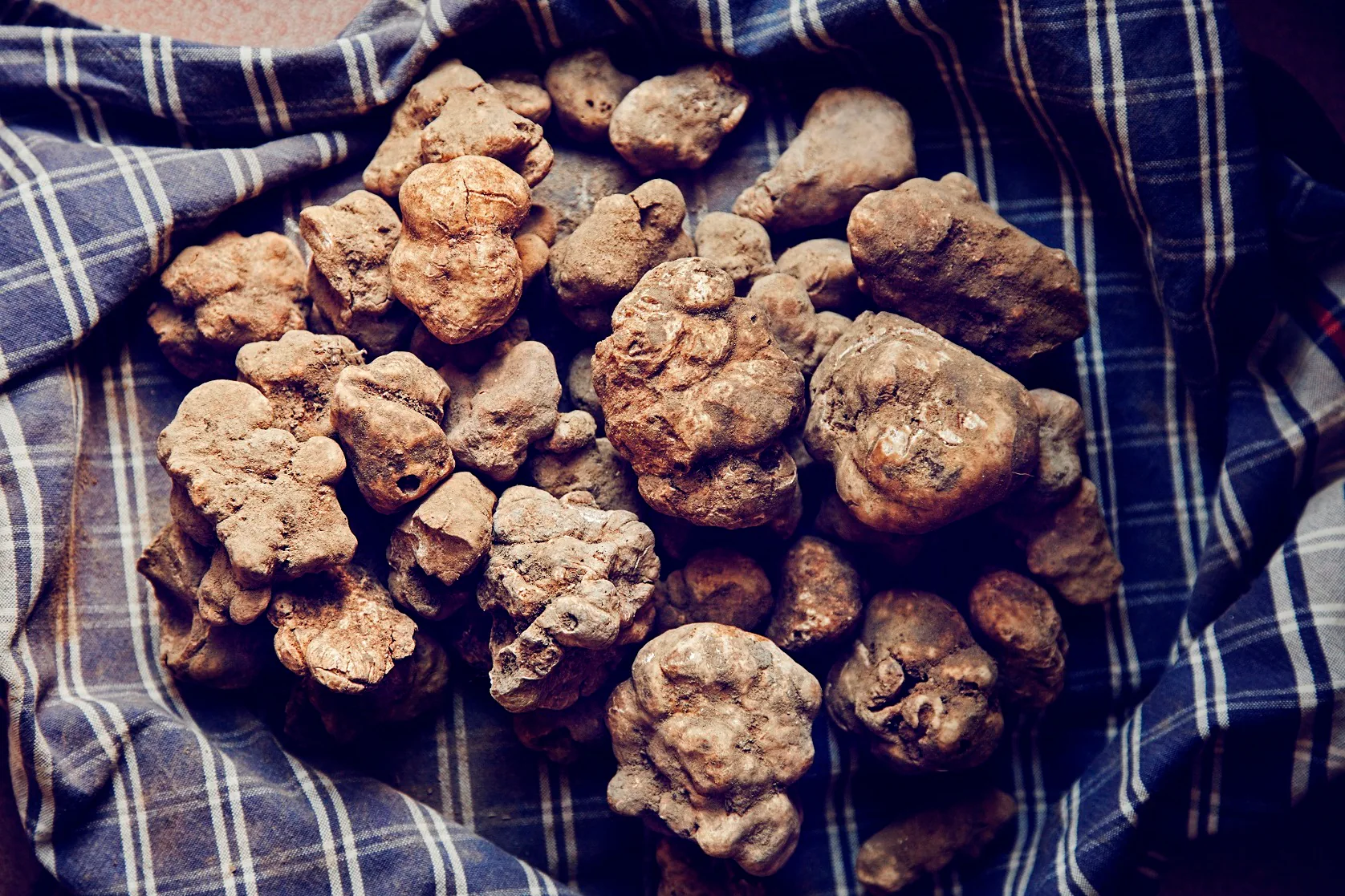 Truffle Hunting Experience