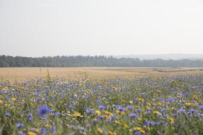 Surroundings
