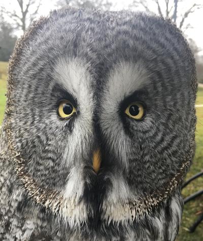 Falconry