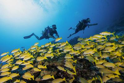 PADI Gold Palm Resort Dive Centre