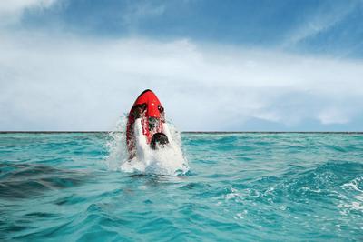 SeaBob