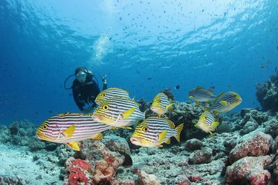 Diving
