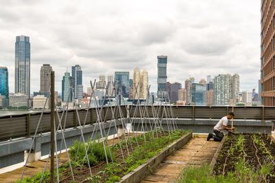 Rooftop Garden