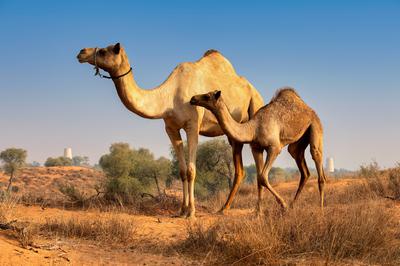 Al Wadi Nature Reserve