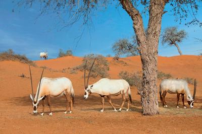 Al Wadi Nature Reserve