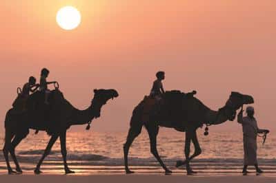 Camel Rides