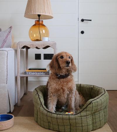 Dog Friendly