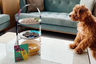 Pet Friendly