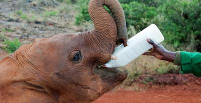 David Sheldrick Wildlife Trust