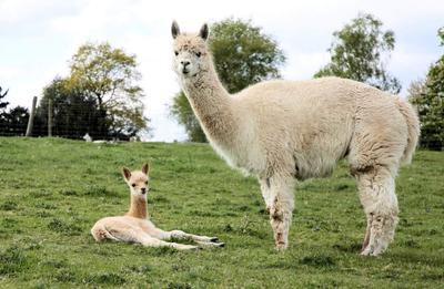 Llamas