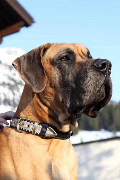 Kristiania Dog