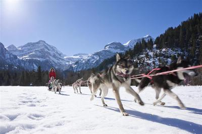 Dog sledding