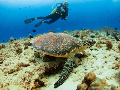Scuba Diving
