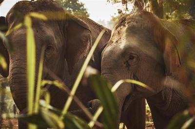 Detail of two elephants in the jungle