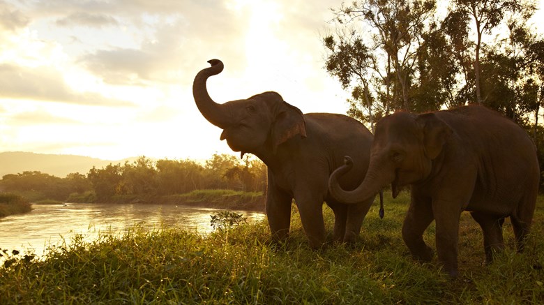 Anantara Golden Triangle Elephant Camp & Resort