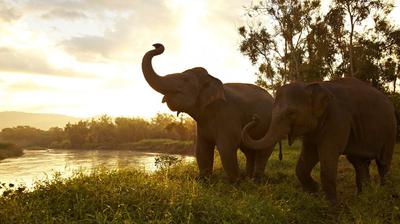 Anantara Golden Triangle Elephant Camp & Resort image
