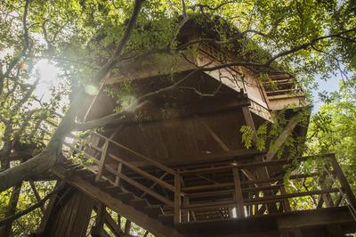 Treetop bungalow
