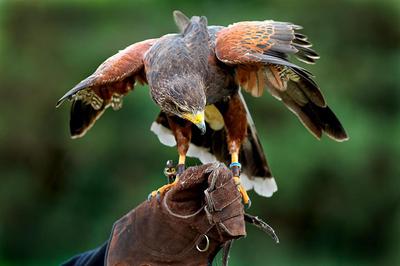 Falconry