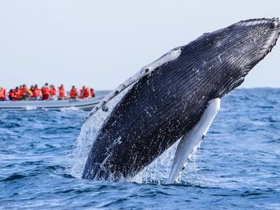 Whale Watching Tours