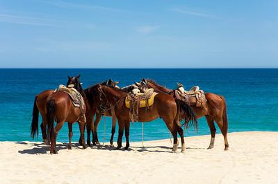 Horseback Riding