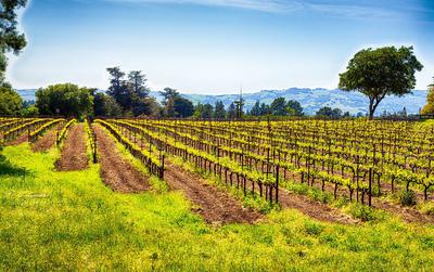 Vineyard