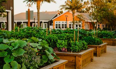FARM at Carneros