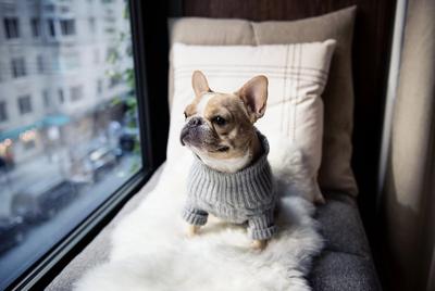 Pet Friendly