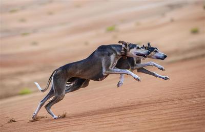 Falon & Saluki Show