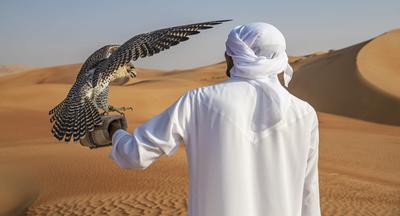 Falconry