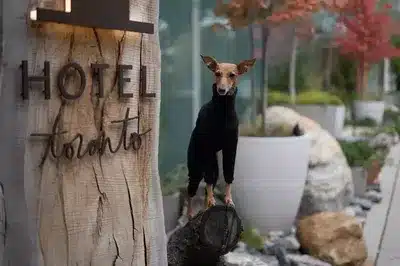 Pet Friendly