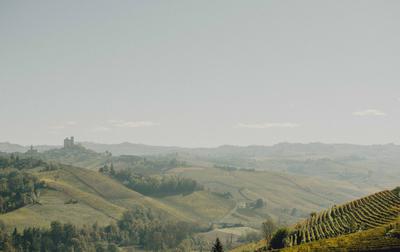 Vineyard