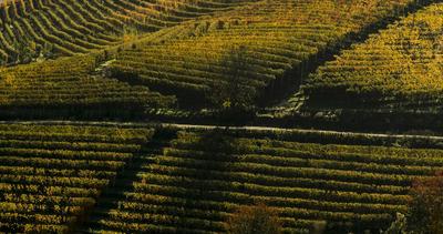 Vineyard